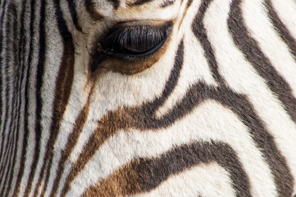 close up of zebra face