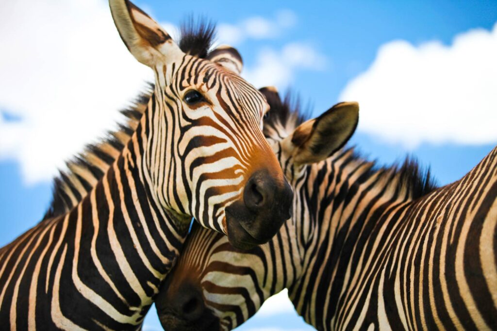 two zebras kissing