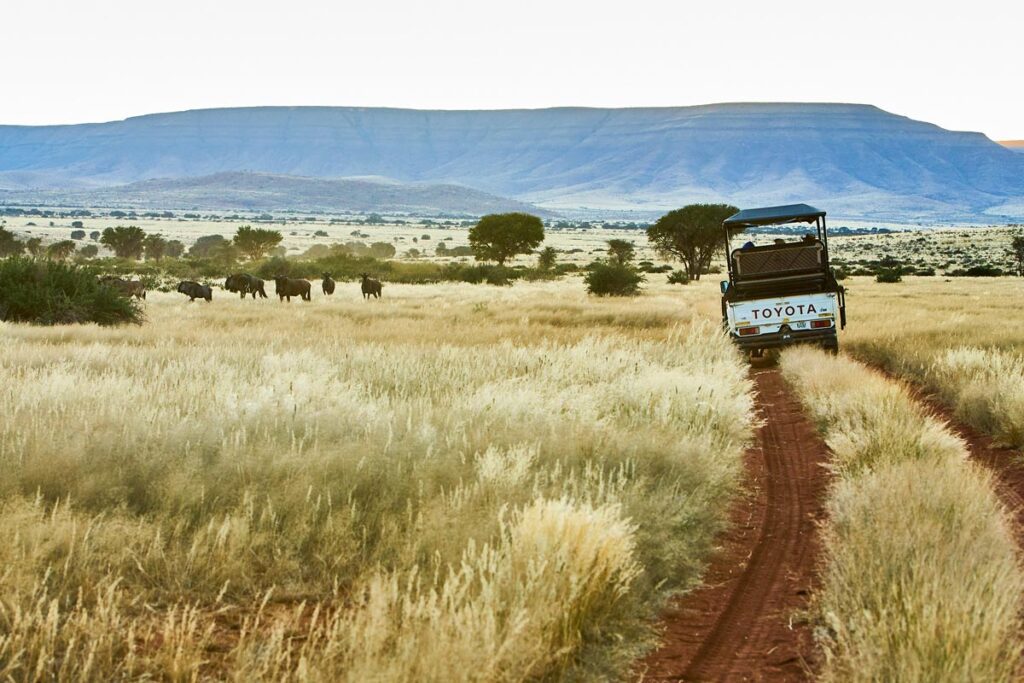 game drive vehicle in tall grass